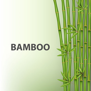 Creative vector illustration of chinese bamboo grass tree. Tropical asian plant art design. Abstract concept graphic banner, brochure, cover, booklet, print, flyer, book, blank, a4 element.