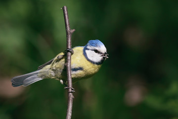 beautiful bright little blue tit hangs from a branch in spring garden