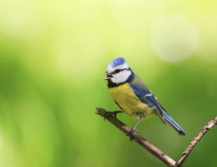 portrait of a beautiful bright little blue tit sitting on a branch in spring garden and sings