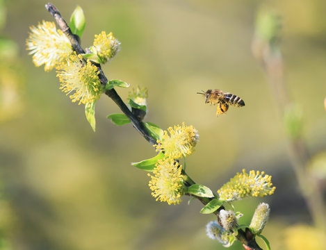 a small honeybee flies to the fluffy yellow willow flower for nectar in the spring