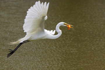 Great egret with a catch