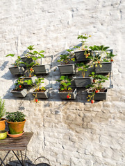 Rows of strawberry plants in a vertical garden hanging on a wall in a small patio