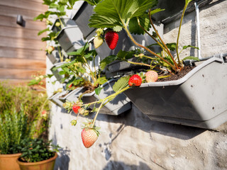 Ripe and unripe strawberries hanging from rows of strawberry plants in a vertical garden on a sunny...