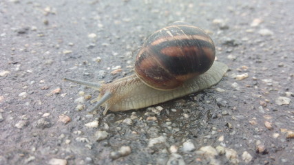snail