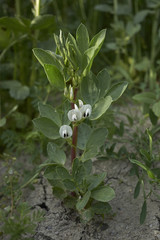 Vicia faba
