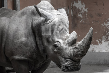 African white rhino