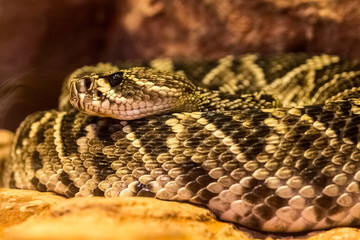 Northern black-tailed rattlesnake