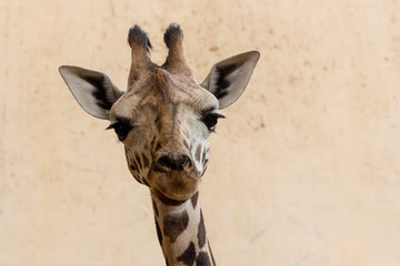 Close up Young giraffe