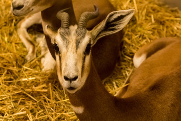 lovely head of a mhorr gazelle