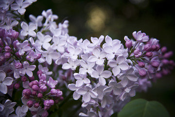 Lilac - 206119411