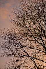 Sunset and tree