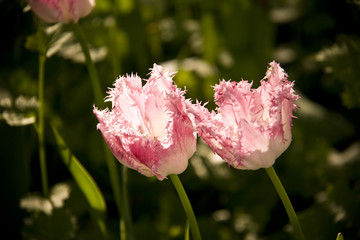 tulip - 206119425