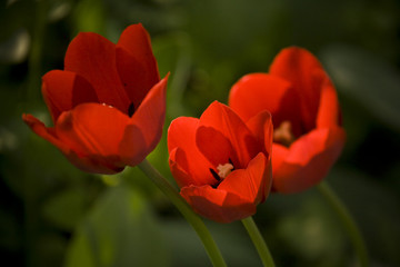 Tulip - 206119438
