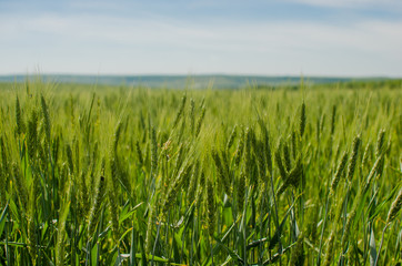 Field of young green wheat with blue sky on background.