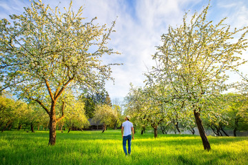 Fototapeta premium Man walking in beautiful blooming garden in the morning. Summer landscape.