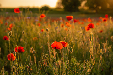 Obraz premium Poppy season