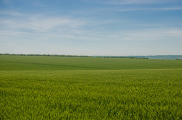 Obraz premium Field of young green wheat with blue sky on background.