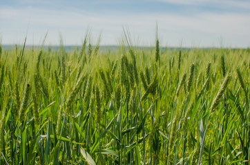 Field of young green wheat with blue sky on background.