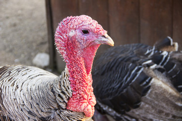 Horizontal photo of turkeys on the farm