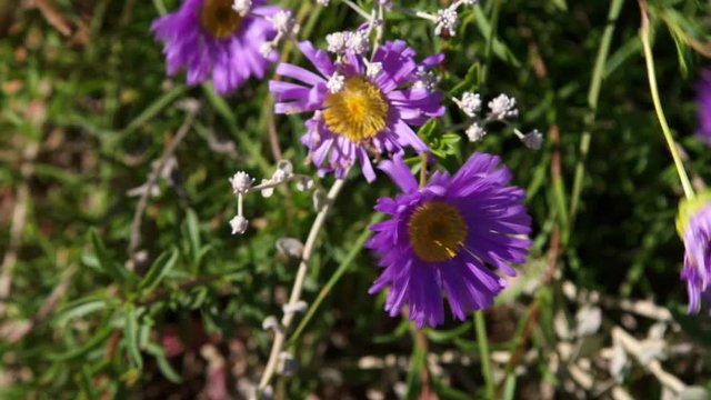 A medium shot of a purple flower.