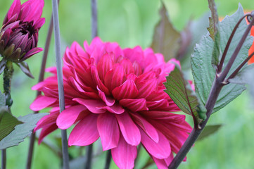 Photo of a purple Dahlia. large flower and buds.