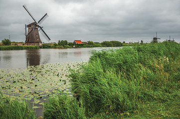 Fototapeta premium Straight canal with tall bushes and windmills on the bank in a cloudy day at Kinderdijk. Situated in a polder, has the largest concentration of old windmills in the country. Southern Netherlands.
