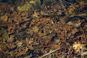 Leaves on the river