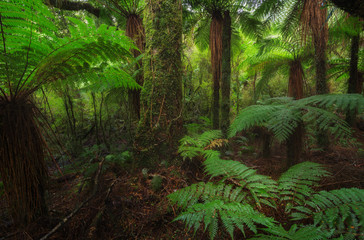 Fototapeta na wymiar New Zealand rainforest details landscape