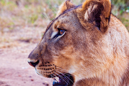 the lioness