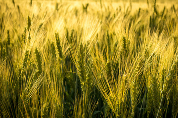 Fototapeta premium field with unripe wheat at sunset, closeup