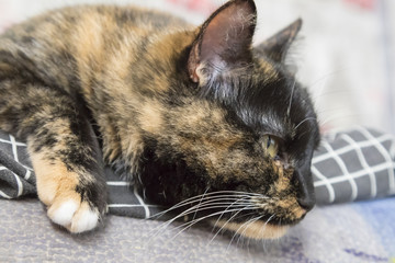 The domestic cat at sofa