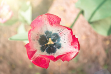 Blossoming pink tulip close up with a light from the sun.