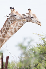 Giraffes
