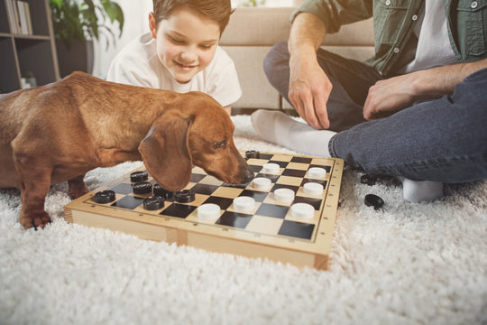 Low Angle Of Cheerful Family Playing Checkers While Sitting On Floor. Cute Dog Is Smelling White Figurine With Curiosity