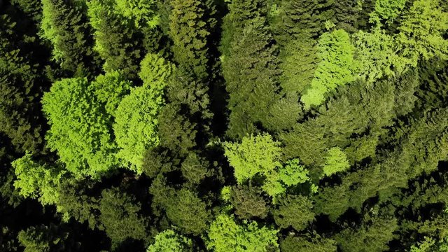 vol au dessus des cimes d'arbre d'une for&ecirc;t