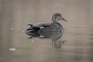 Male gadwall on a calm water mirror