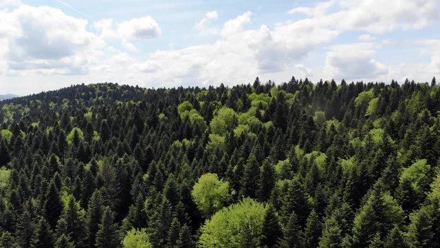 vol en descente dans une for&ecirc;t