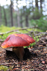 Colorado Mountain Mushroom