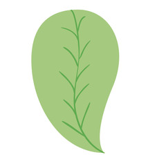 leaf single decorative icon vector illustration design