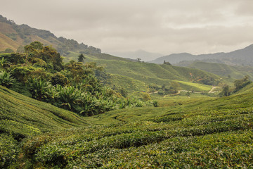 Pola herbaciane w Cameron Highlands, Malezja