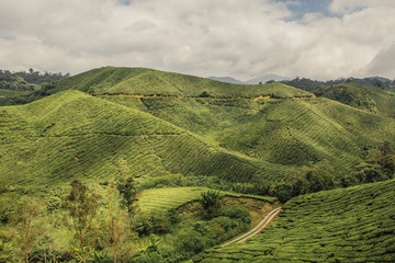 Pola herbaciane w Cameron Highlands, Malezja - obrazy, fototapety, plakaty
