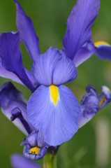 iris violet 