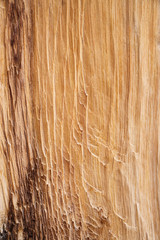 Bristlecone Pine Wood Background