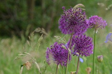 allium ambassador