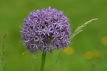 allium ambassador