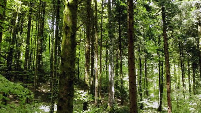travelling entre les arbres d'un sous bois