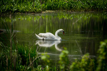 White Mute Swan