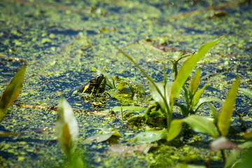 Eastern Painted Turtle