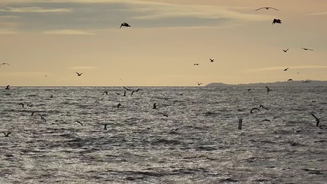 Flock of seabirds is fishing near at the Santa Monica Pier at sunset. Los Angeles, California, USA