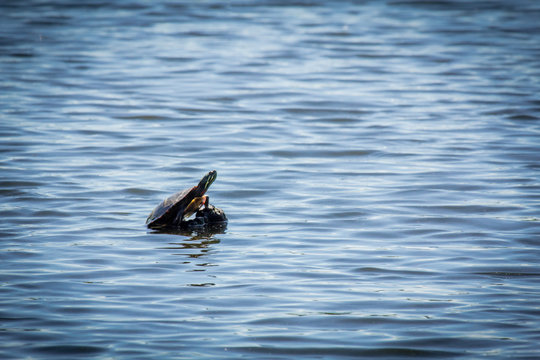 Eastern Painted Turtle